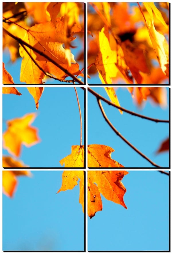 Beautiful yellow and orange fall foliage printed on to 6 stylish PhotoSquares