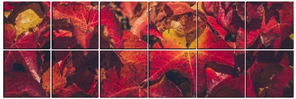Vibrant red fall leaves stylishly printed on 12 PhotoSquares
