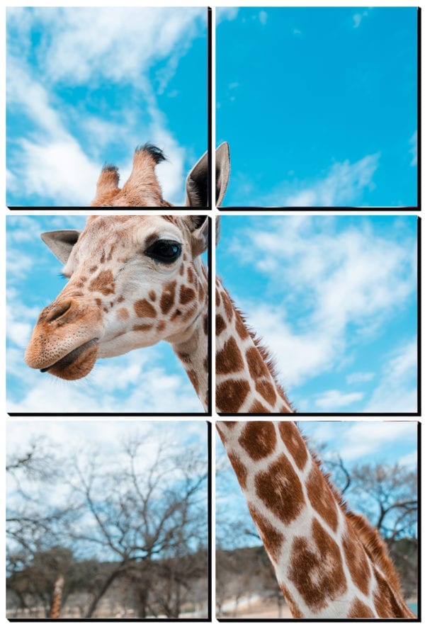 Adorable giraffe with a bright blue sky printed on 6 stylish PhotoSquares